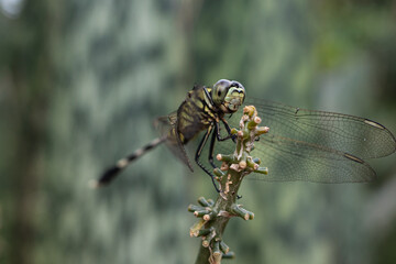 dragonfly on a branch