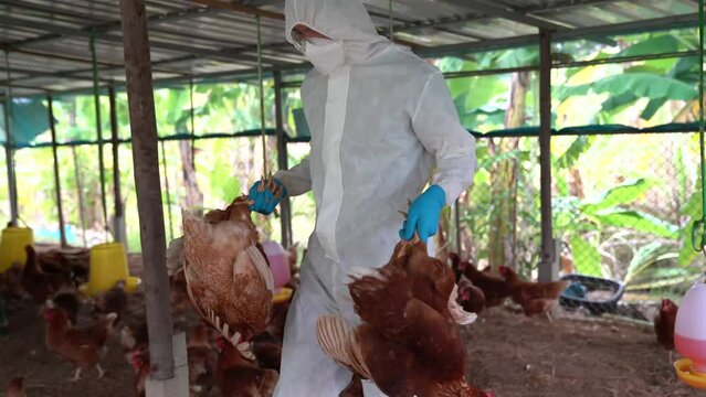  Bird flu, A veterinarian takes the carcasses of chickens on a farm that have died from the bird flu epidemic. This causes the infected birds to have severe symptoms and rapid death.