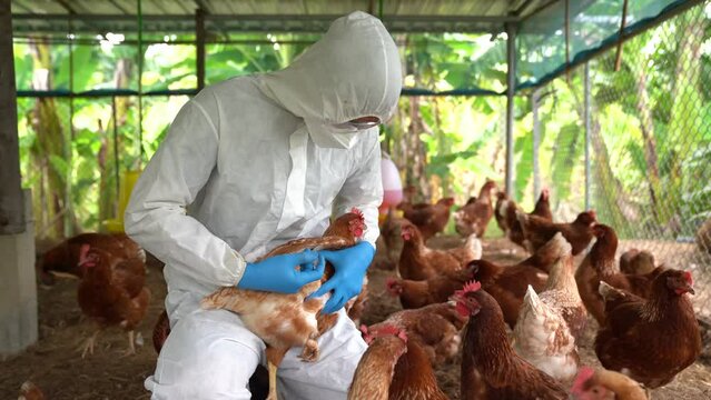 Bird flu, Veterinarians vaccinate against diseases in poultry such as farm chickens, H5N1 H5N6 Avian Influenza (HPAI), which causes severe symptoms and rapid death of infected poultry.
