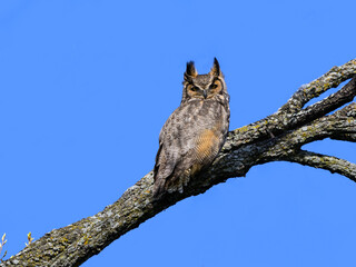 Female Great Horned Owl Sitting on Tree Branch in Early Spring on Blue Sky