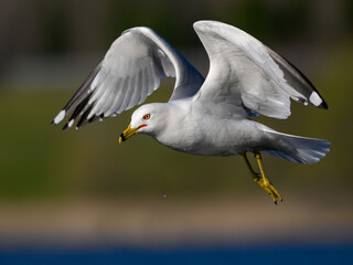 Ring-billed Gull in flight on green background, closeup portrait