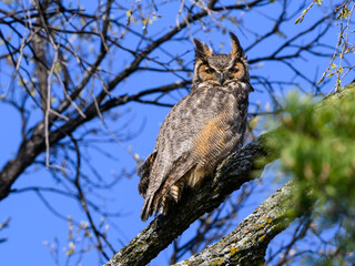 Female Great Horned Owl Sitting on Tree Branch in Early Spring on Blue Sky