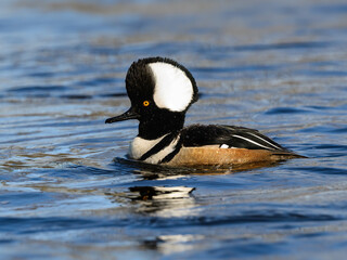 Male Hooded Merganser Swimming on Pond with Blue Water
