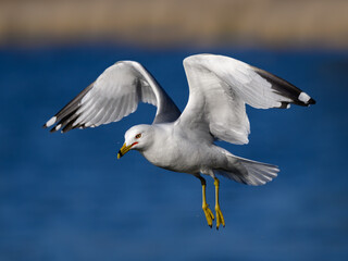 Ring-billed Gull in flight over pond with blue water , closeup portrait