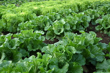 レタス畑