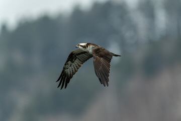 北海道の4月、ミサゴの春。
