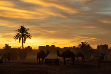 sunset with camels in the desert