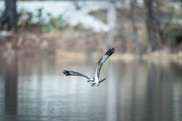 北海道の春、ミサゴの飛翔。

