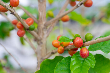 コーヒー豆の実