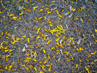 Fallen Tree Flowers on Tan Grass.