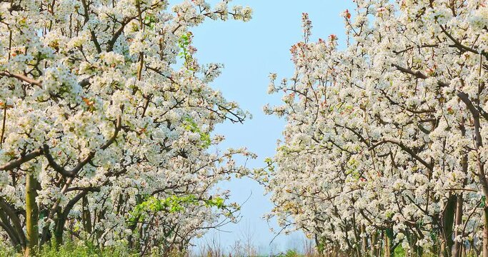 White pear flowers bloom in the spring garden. Beautiful pear blossoms natural landscape in the orchard. 4K real time footage.