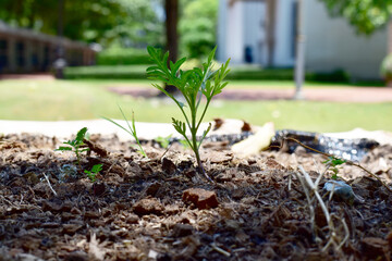 A small tree grew from the ground with natural background at Thailand.