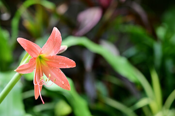 Closeup of Blooming Son Color (orange, pink) Crinum Lily (Crinum americanum) flower with Soft blur green leaf background. Concept of beautiful flowers of Thailand. 