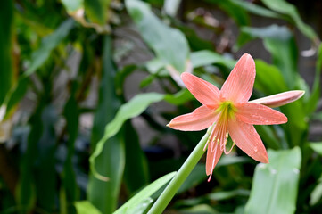 Fototapeta premium Closeup of Blooming Son Color (orange, pink) Crinum Lily (Crinum americanum) flower with Soft blur green leaf background. Concept of beautiful flowers of Thailand. 