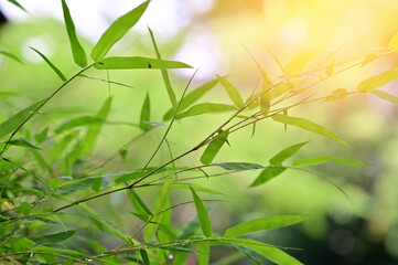 Closeup of Fresh Green bamboo leaves nature background with water drops after the rain in the garden.
