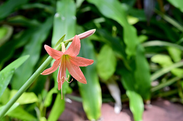 Obraz premium Closeup of Blooming Son Color (orange, pink) Crinum Lily (Crinum americanum) flower with Soft blur green leaf background. Concept of beautiful flowers of Thailand. 
