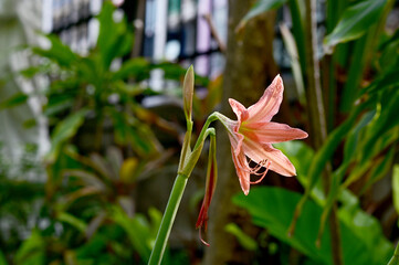 Obraz premium Closeup of Blooming Son Color (orange, pink) Crinum Lily (Crinum americanum) flower with Soft blur green leaf background. Concept of beautiful flowers of Thailand. 