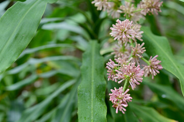 Closeup of Beautiful Dracaena Fragrans Flower (ASPARAGACEAE, Corn Plant) are blooming in bunches with natural background at Thailand.