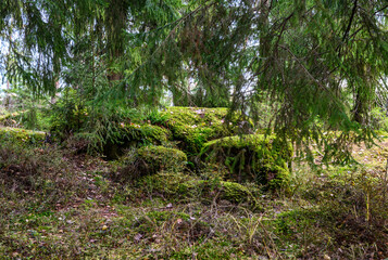 stone path. beautiful forest and fresh air. sandy path. walk along the trail through the forest