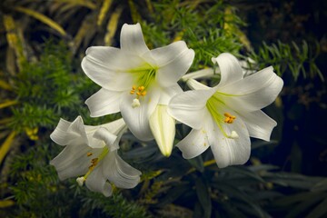 Beautiful white lilies in a garden.