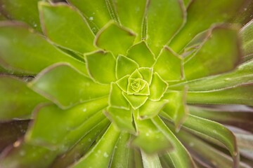 Close up of a haworth's aeonium.