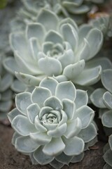 Cluster of mexican snowball plants.