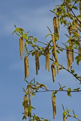 Tree leaves and a blue sky.