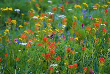 Hummingbird finds flowers