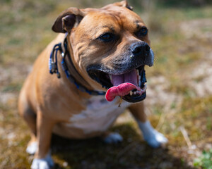 Close up of a brown american stafford bull terrier dog with white spots and a blue collar that is sitting down to rest and looks happy with his tongue out during a walk in the dunes