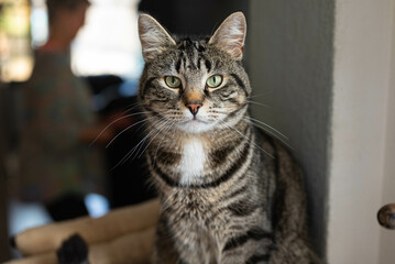 gray domestic european shorthair tabby cat with black stripes and beautiful green eyes sits on a scratching post in a interior living room and looks straight into the camera
