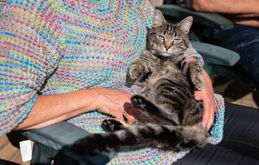 gray domestic european shorthair tabby cat with black stripes and beautiful green eyes lies on his back in the arms of a white caucasian woman sitting on a chair in the garden