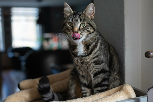 gray domestic european shorthair tabby cat with black stripes and beautiful green eyes sits on a scratching post in a interior living room and looks straight into the camera sticking out his tongue