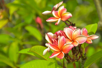 Naklejka premium Pink and white frangipani flowers bloom in Chatuchak Park, Bangkok, Thailand