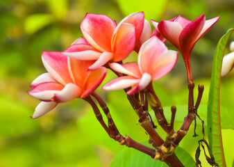  Pink and white frangipani flowers bloom in Chatuchak Park, Bangkok, Thailand