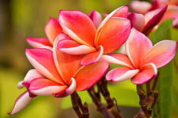 Obraz na płótnie Canvas Pink and white frangipani flowers bloom in Chatuchak Park, Bangkok, Thailand