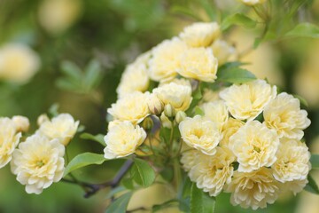 黄色の木香薔薇