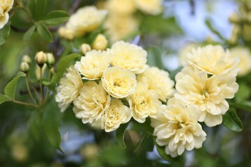 黄色の木香薔薇
