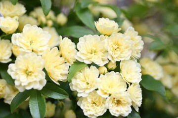 黄色のモッコウバラ