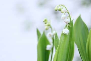 Obraz premium すずらん