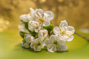 Beautiful close-up still life with cherry blossoms and bokeh.