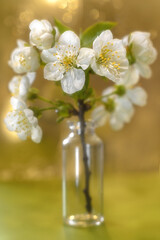 Fototapeta na wymiar Beautiful close-up still life with cherry blossoms and bokeh.