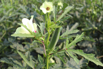 lady finger on tree in firm