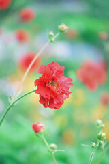真っ赤なベニバナダイコンソウの花