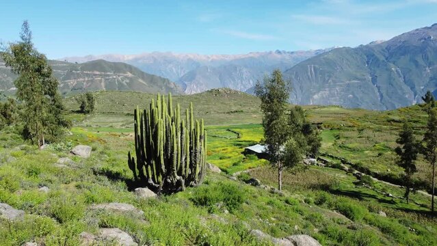 Cabanaconde, Colca Canyon, Peru: Drone footage of a massive cactus near Cabanoconde in the colca canyon  in the Arequipa region in the Andes in Peru in south Amercia