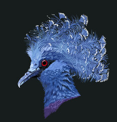 Drawing Crowned pigeon head, beautiful, art.illustration