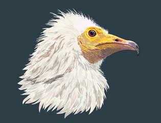 Drawing Egyptian vulture head,unique ,art.illustration, vector