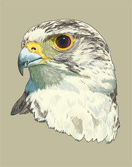 Drawing Falcon bird head, exotic, art.illustration, vector