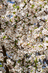 Spring background with plum blossoms. many little white flowers on a branch. - 503226519