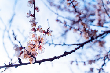 Blooming fruit tree in spring close-up against the sky