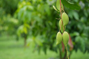 Fresh Green Mango hanging on tree